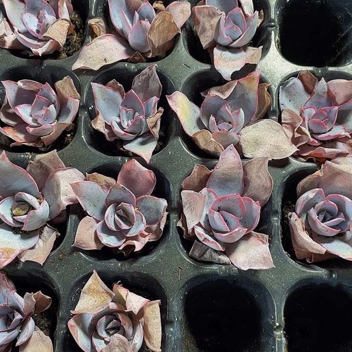 小广寒宫1元带土发货