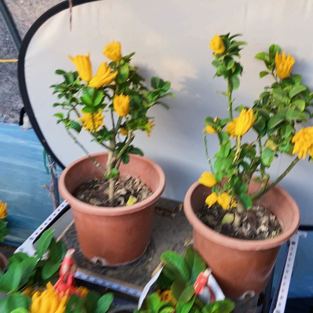 无花朵佛手盆栽植物