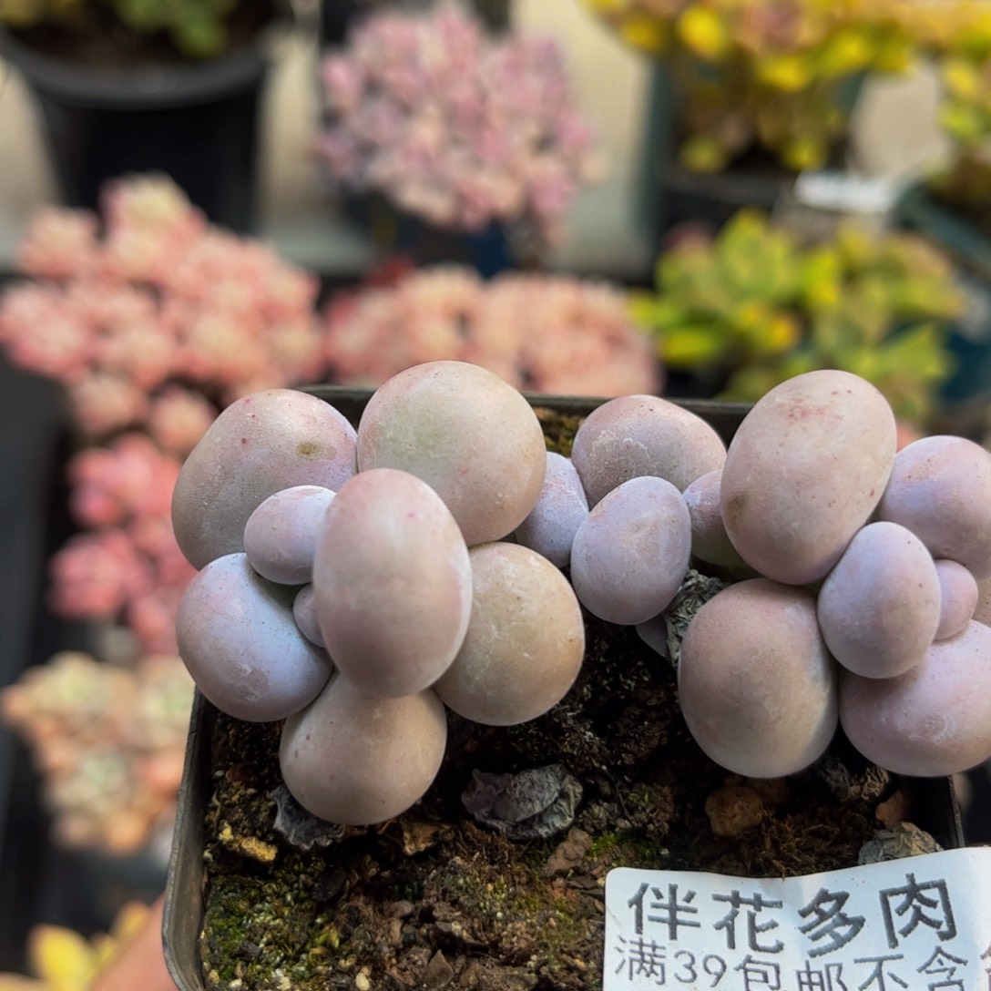 238芭比奶酪6cm多肉