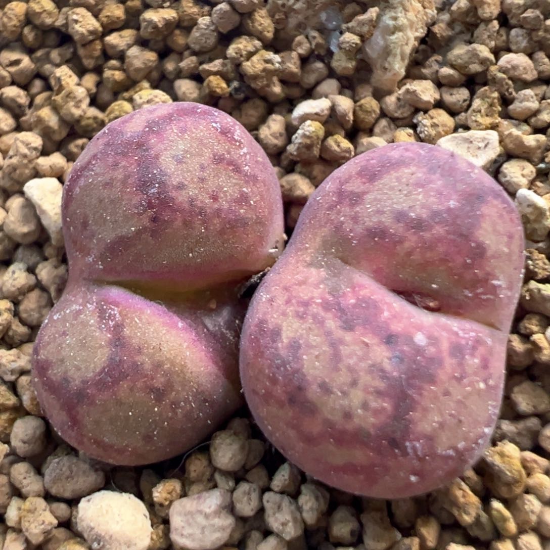 1527猴脸 肉锥植物