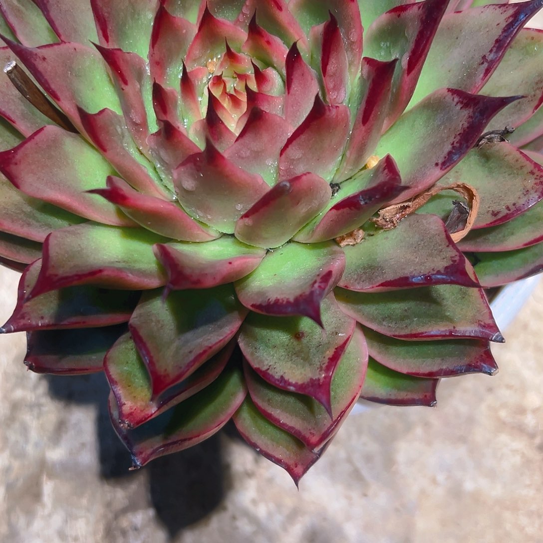 ღ***࿐乌木234567899987543