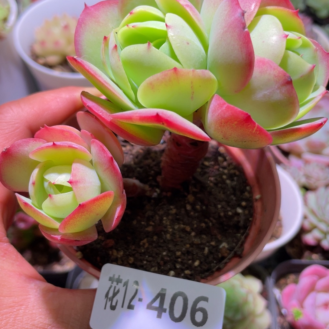 花利美12-406桃花石 