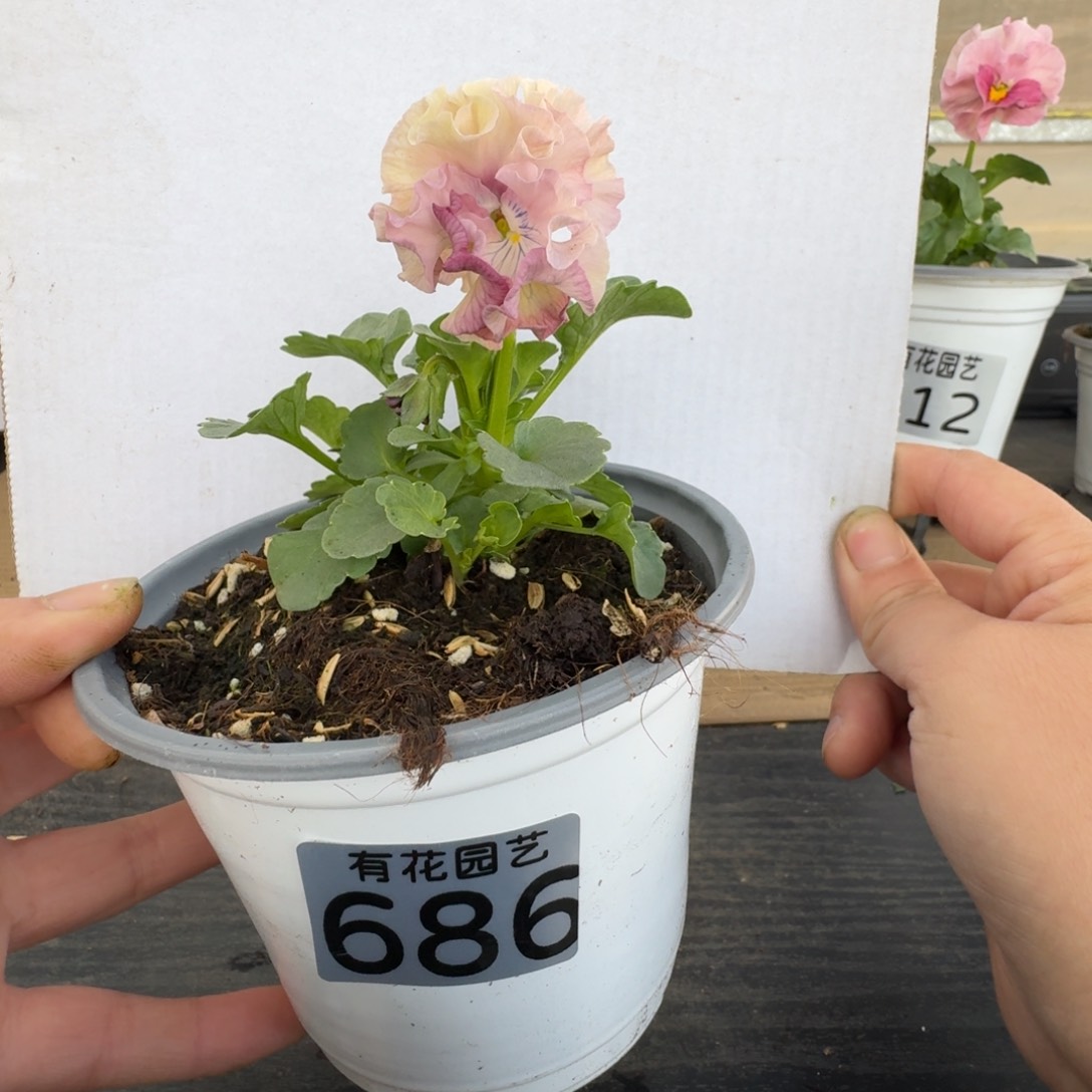 无花朵686号角堇