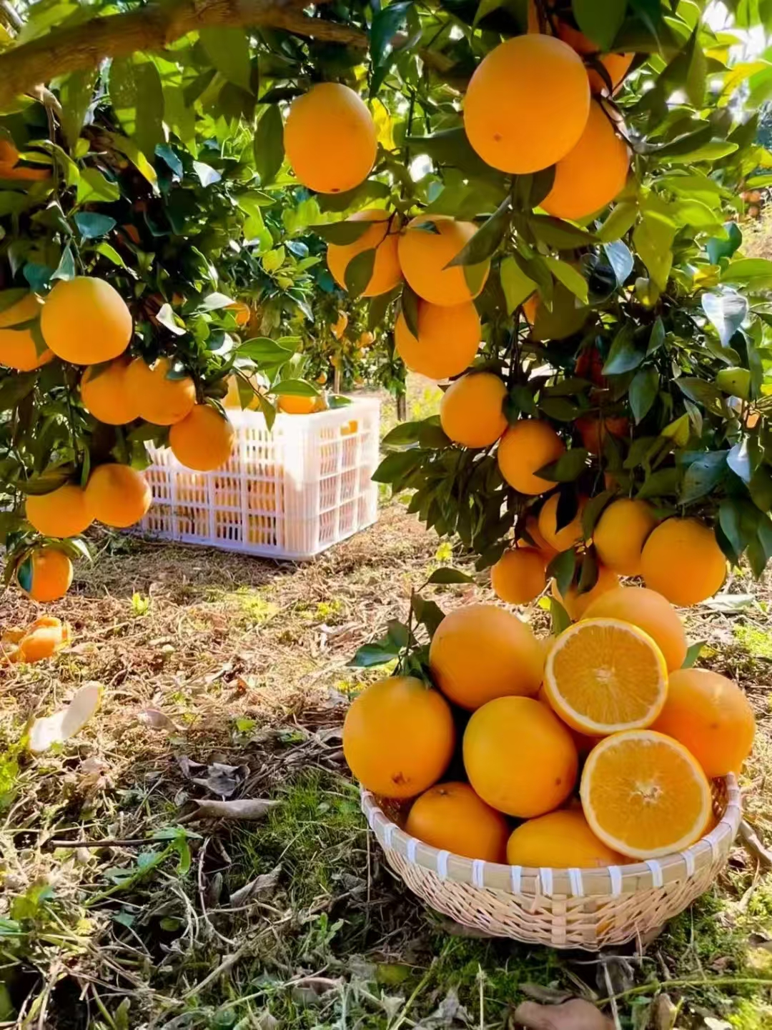 赣南脐橙江西正宗赣南脐橙新鲜采摘应季水果产地直销