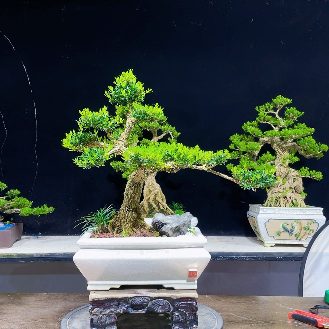 黄杨盆景四季常青
