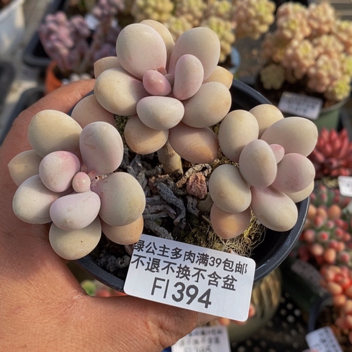 桃蛋老桩394多肉植物