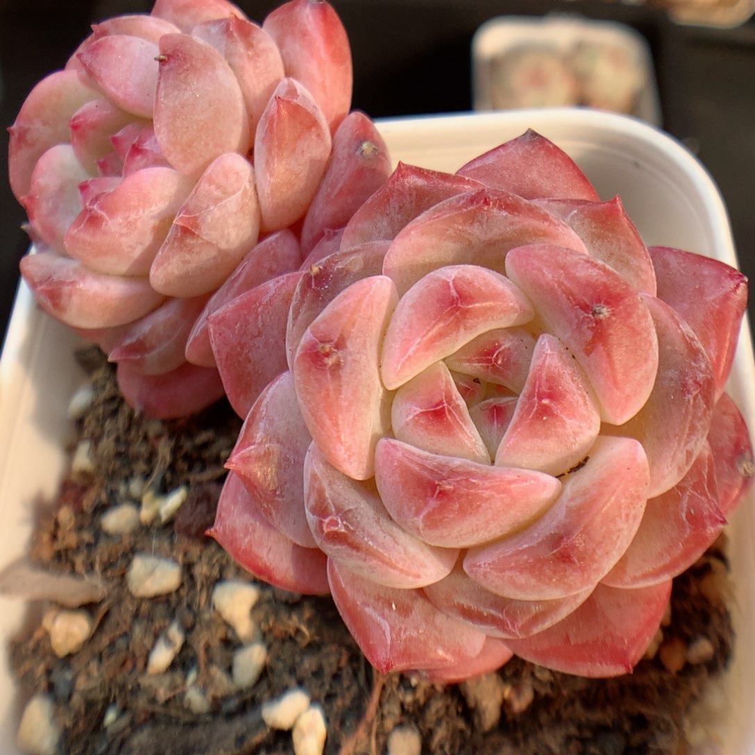 一物一拍精品多肉。糖心125