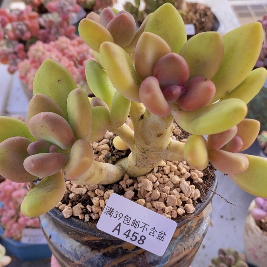 芒果奶老桩13cm458多肉植物