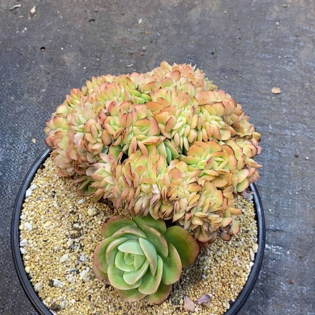 壹*哥折扣价格，心娜塔缀化，12356789