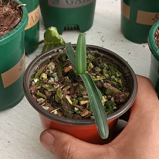 无花朵君子兰小苗君君子兰小苗君子兰小苗