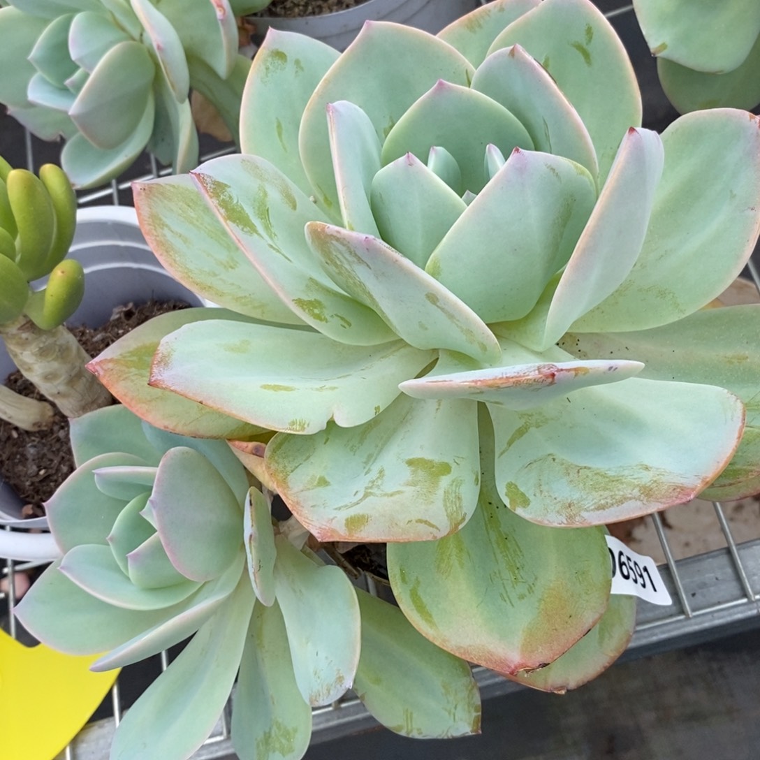 6591白凤多头一物一拍