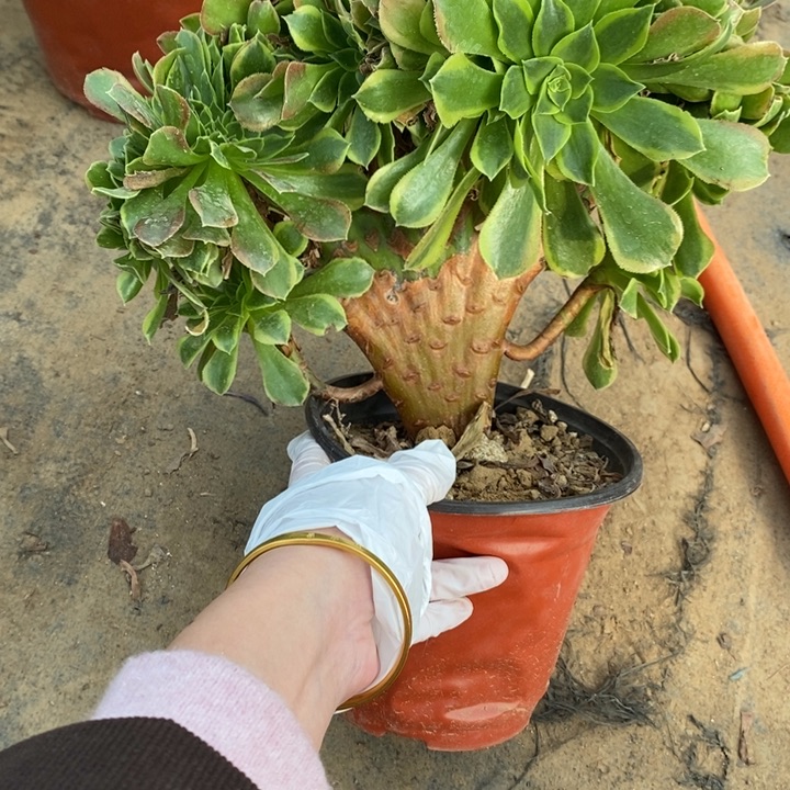 青檬锦缀10多肉植物法师法师法师