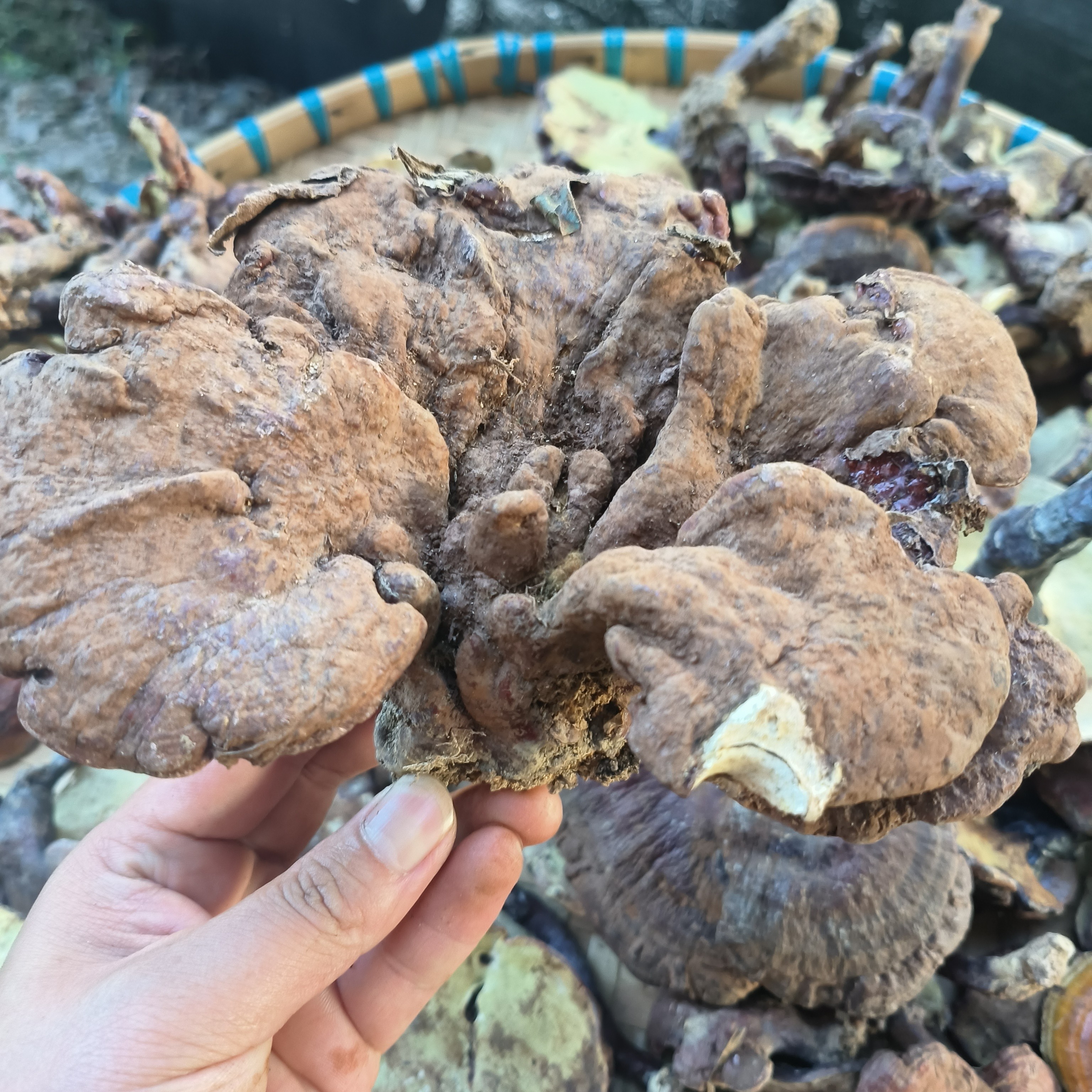 广西苗山 初级农产品 野生红灵芝【赤】灵芝