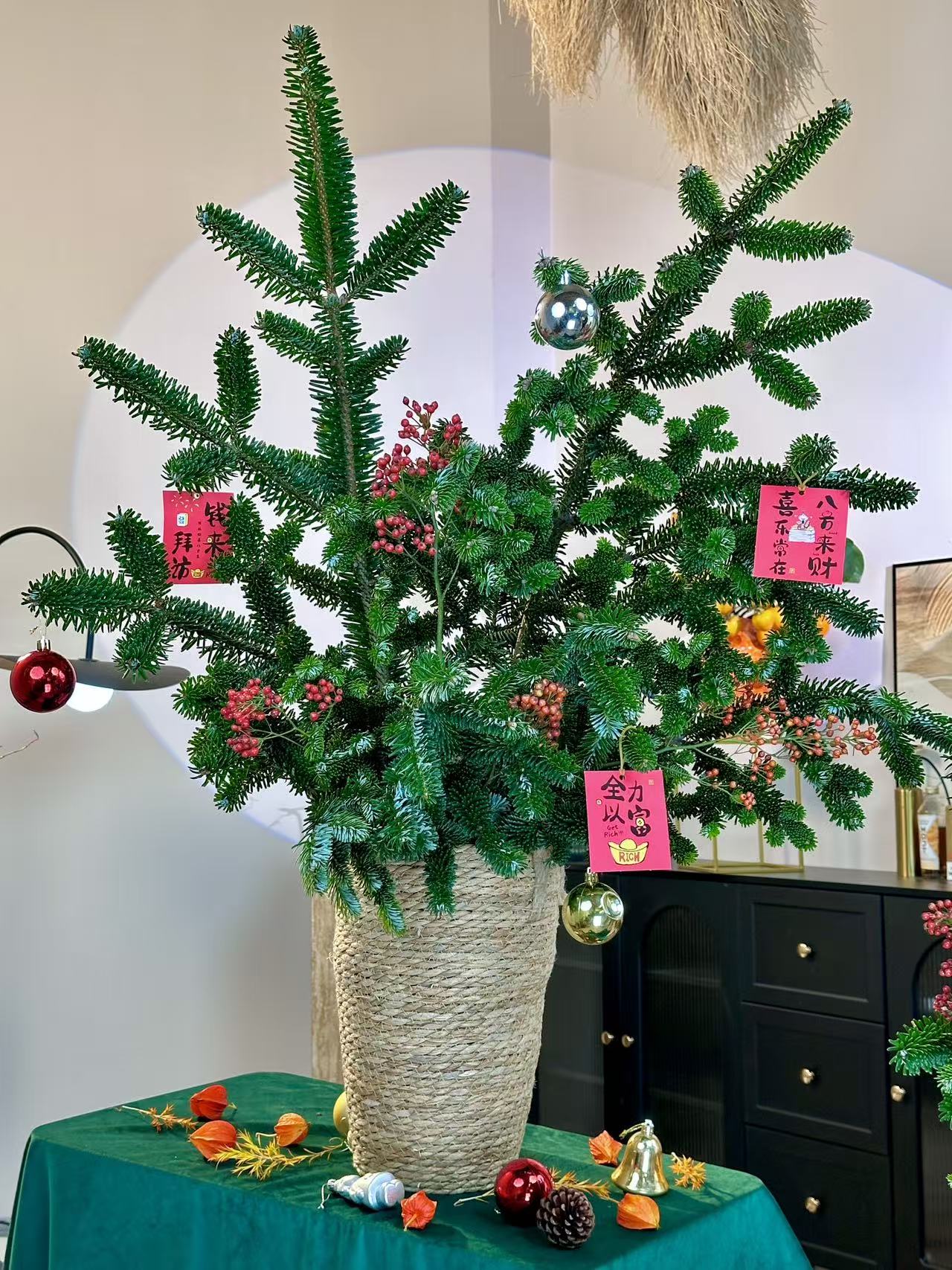 【AAA级诺贝松】年宵花丨可水培丨可干花丨圣诞节丨装饰丨不含装饰