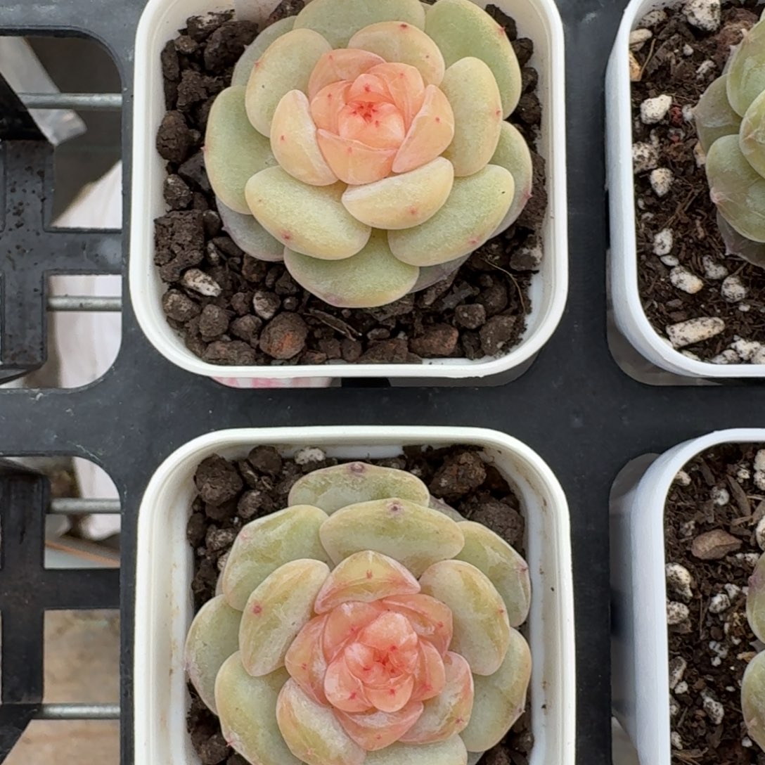 1213-027-大胖橘一颗量拍