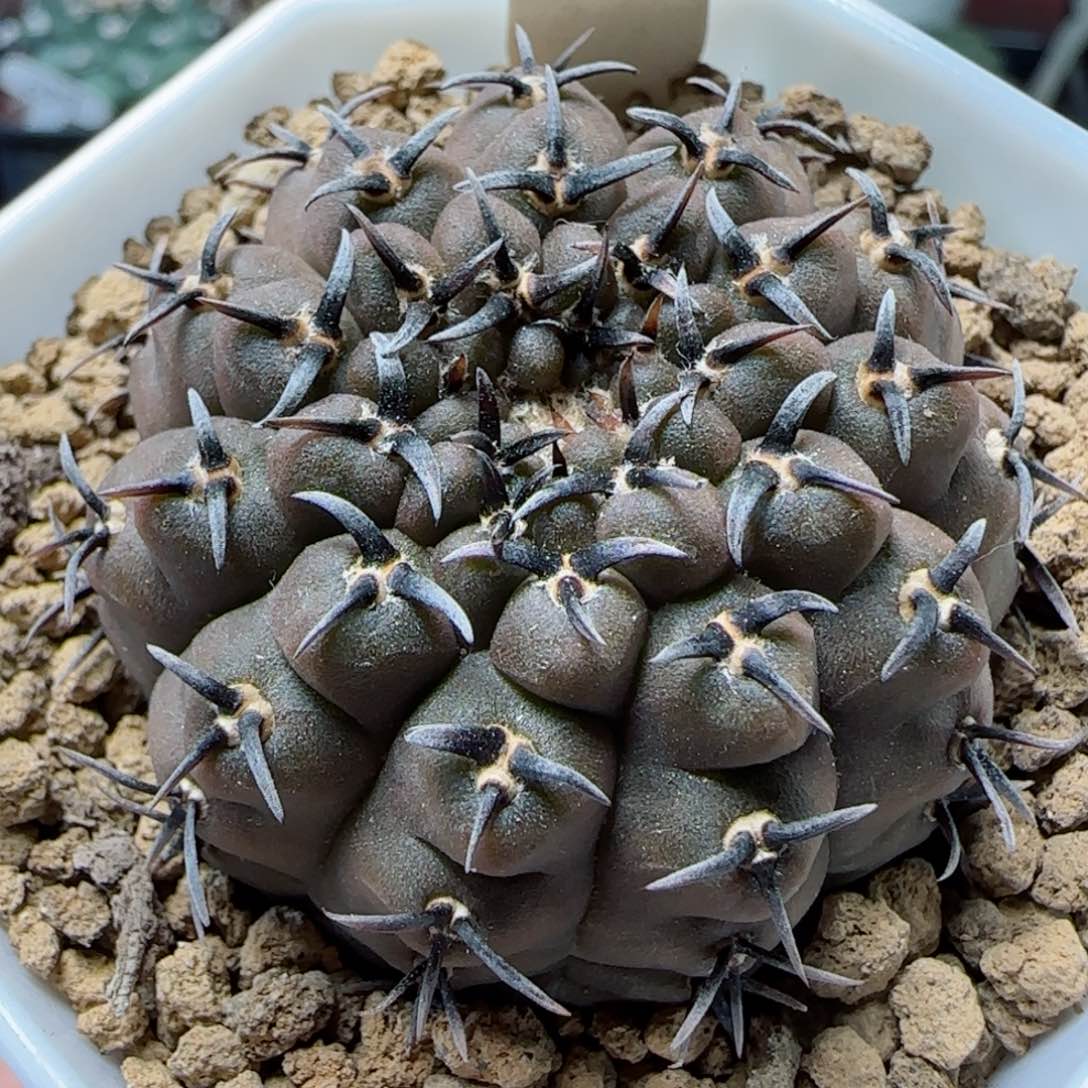 180实生短豪刺黑刺凤头多肉