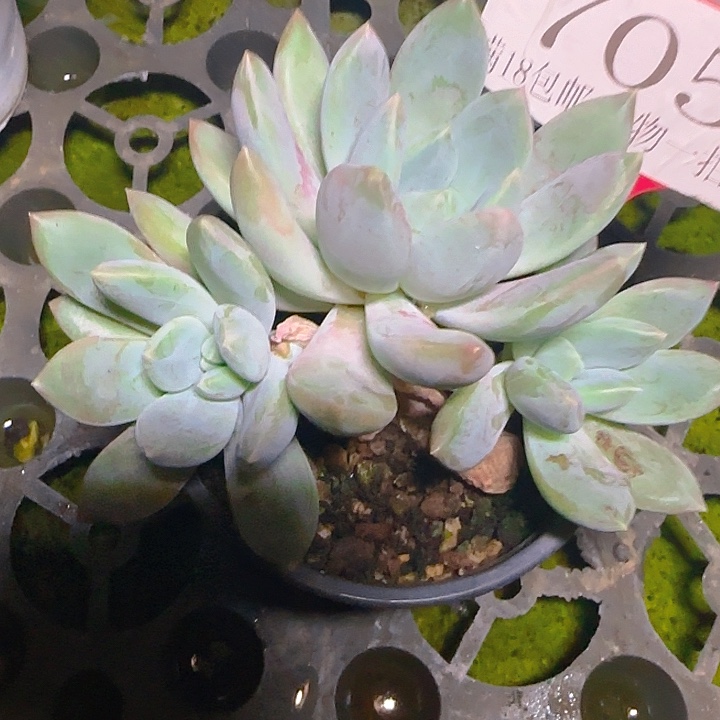 瑶池仙子705多肉植物