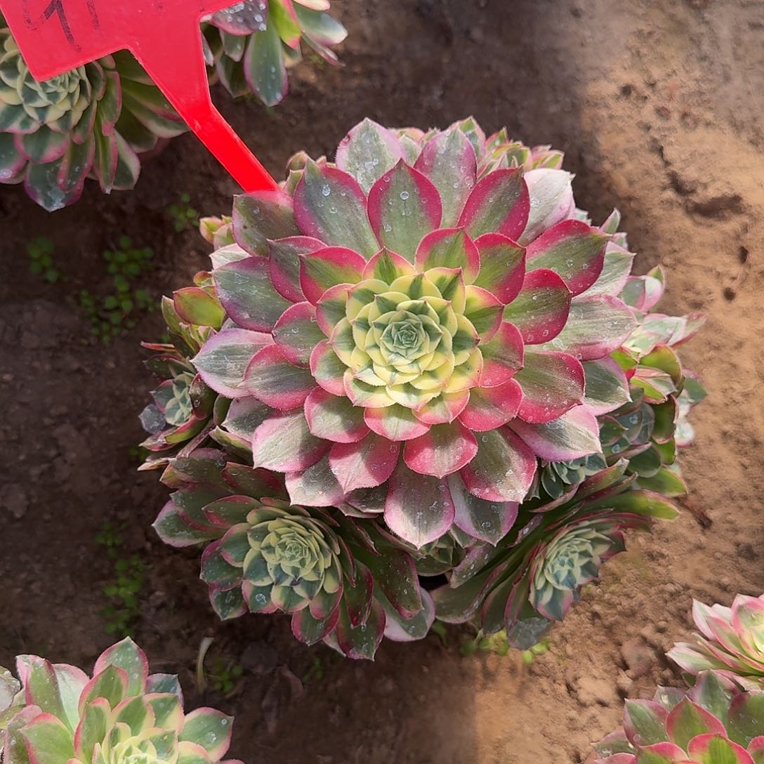 4191海仙多肉法师