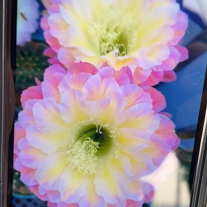 马乙彩草6厘米起带根球