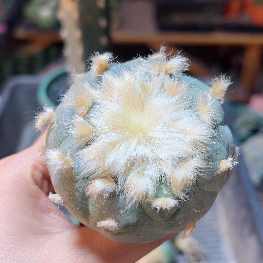 8号实生长毛银6.8公分