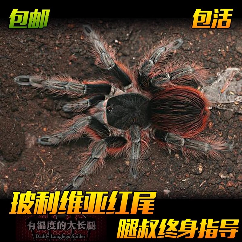 腿叔~玻利维亚红尾大型地栖宠物蜘蛛
