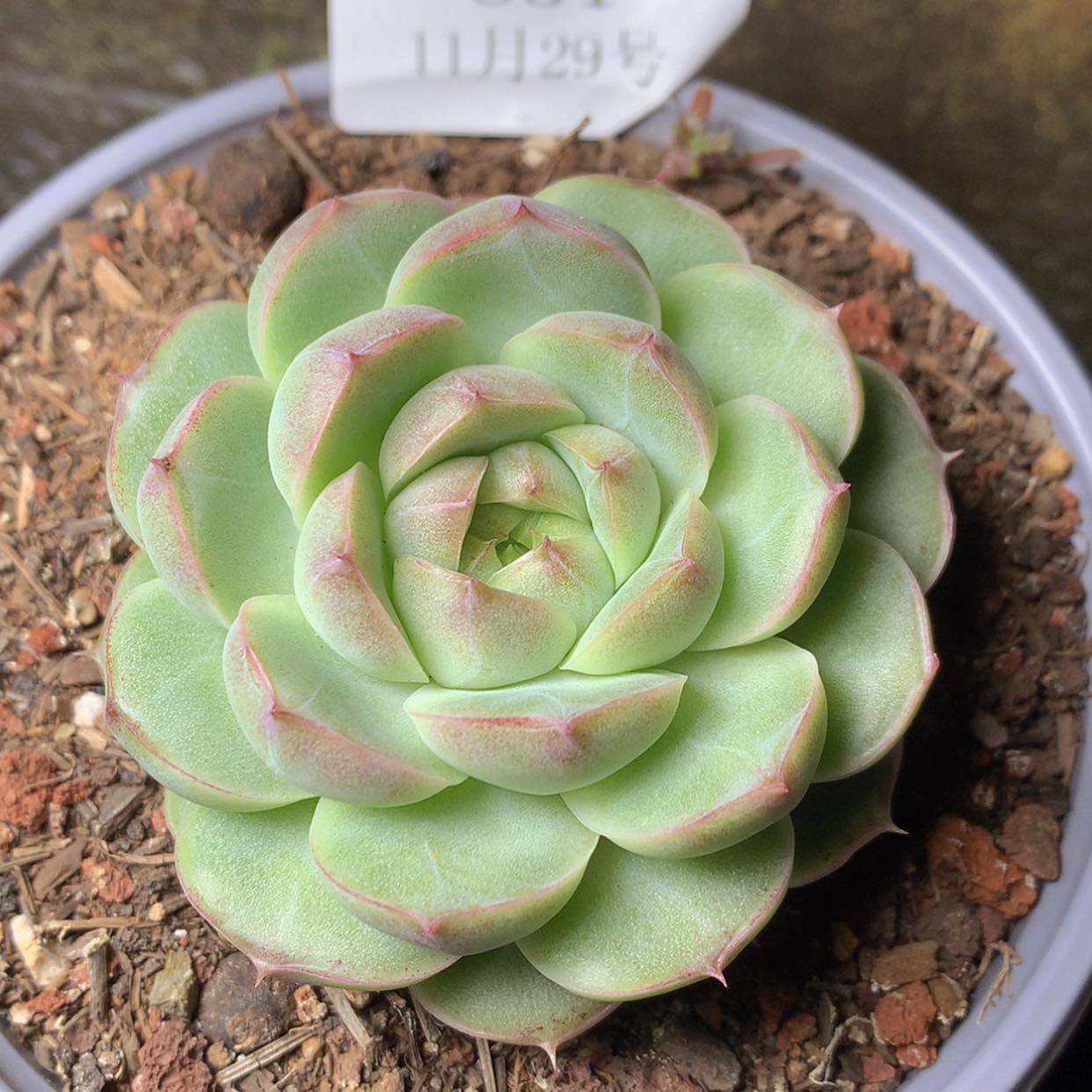 【闪购商品】云851号