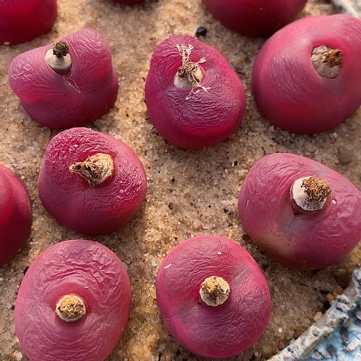 黑超毛母本1颗2厘米以上。   