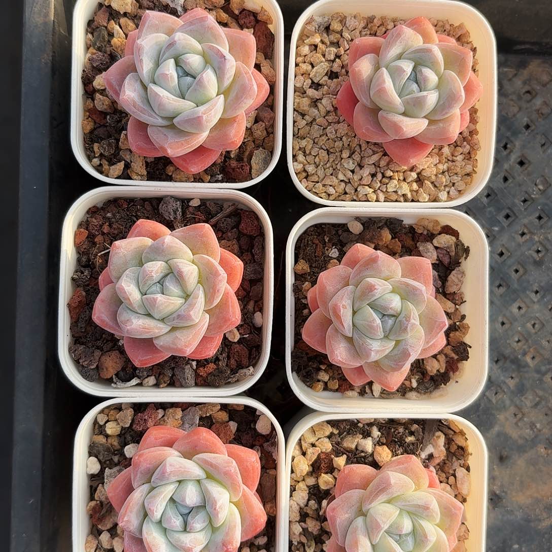 多肉冰玉单头老桩6颗一组