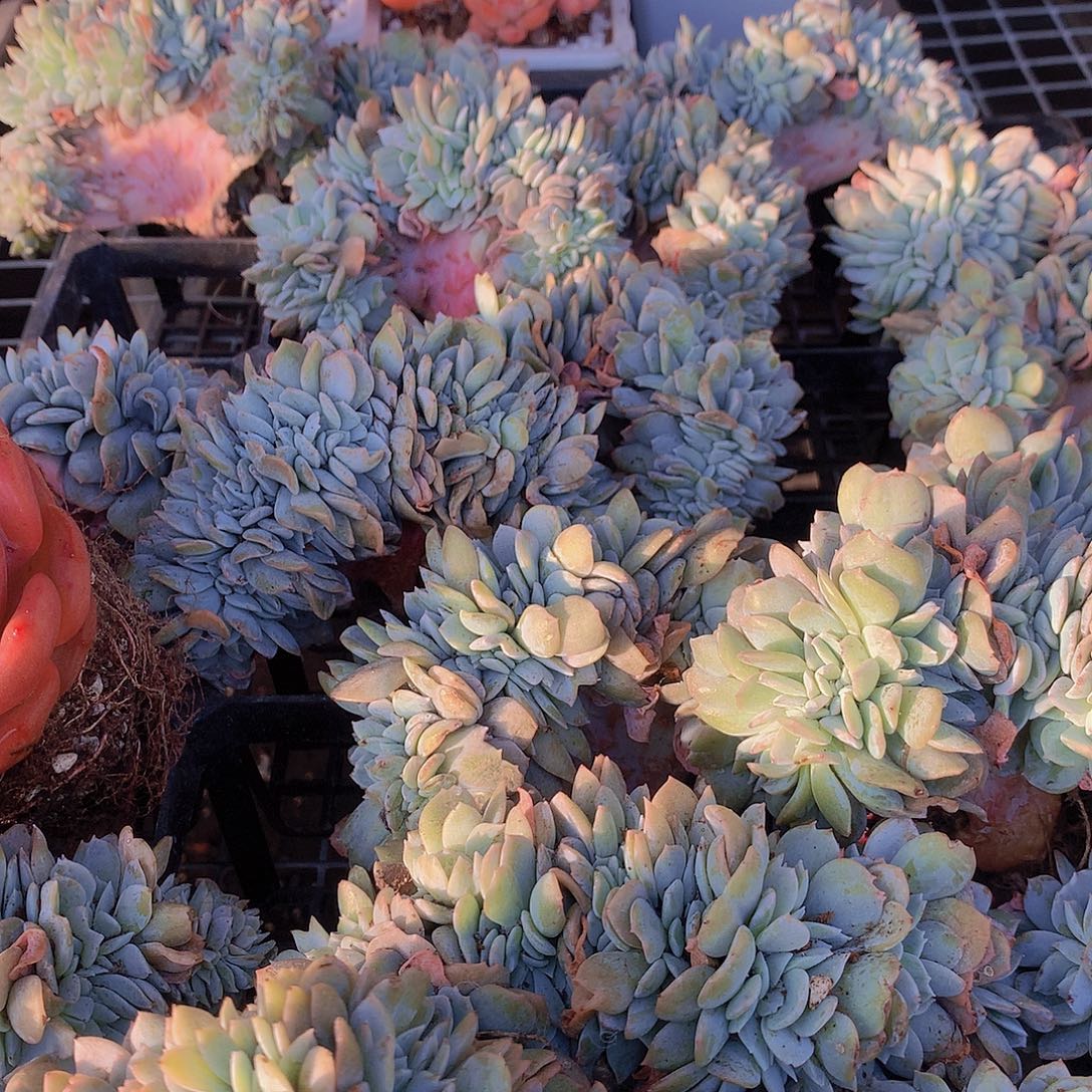 奶茶缀化45678899900000