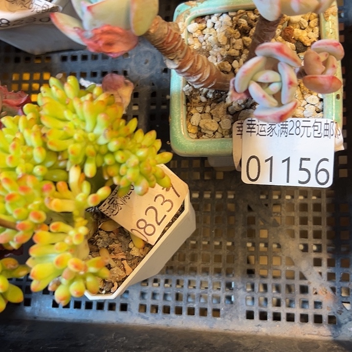 幸运儿是一位非常幸运的