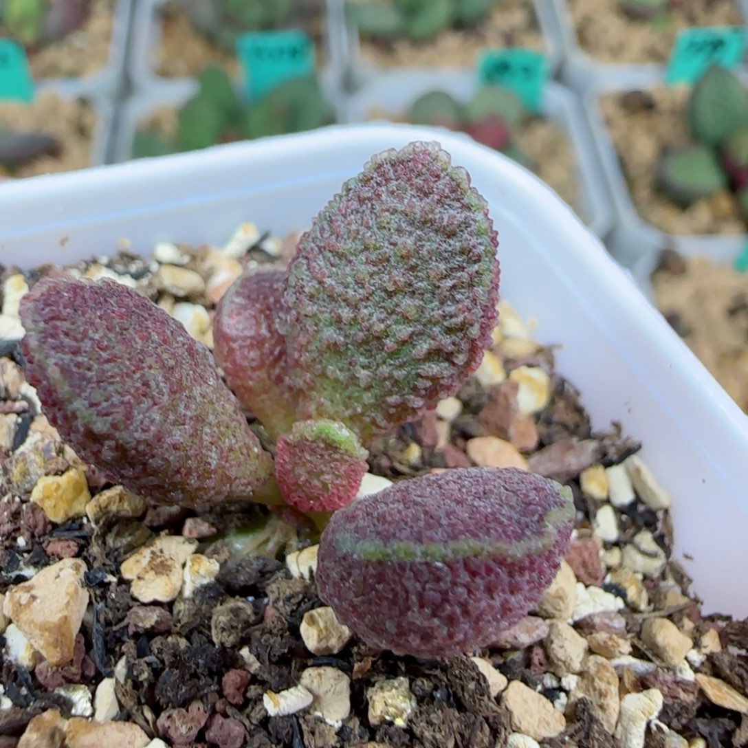 实生两年苗7号，带盆发货