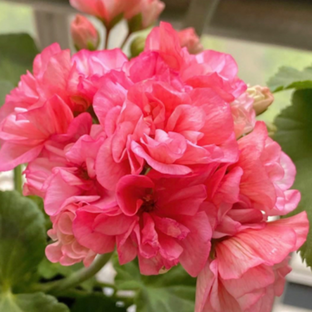 温蒂瑞德矮桩天竺葵（太阳越晒越粉）