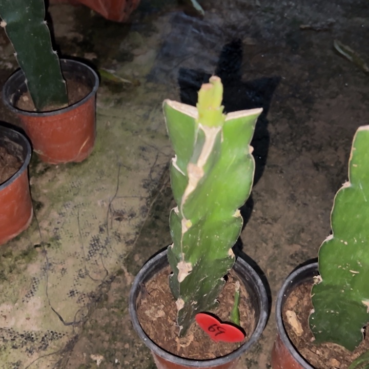 匈***奴当前无花栽培后可以开花澳洲红羽毛69