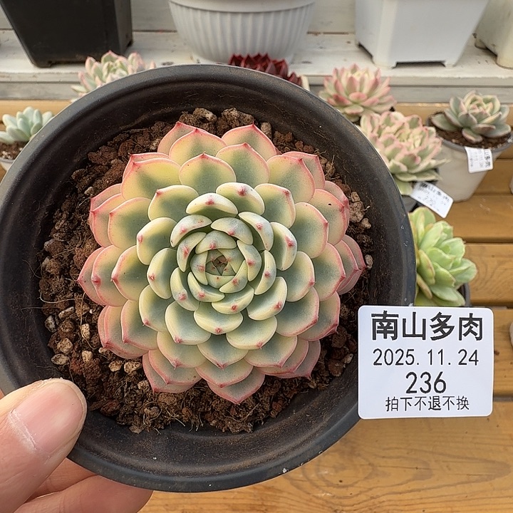 姬莲锦1111124-236