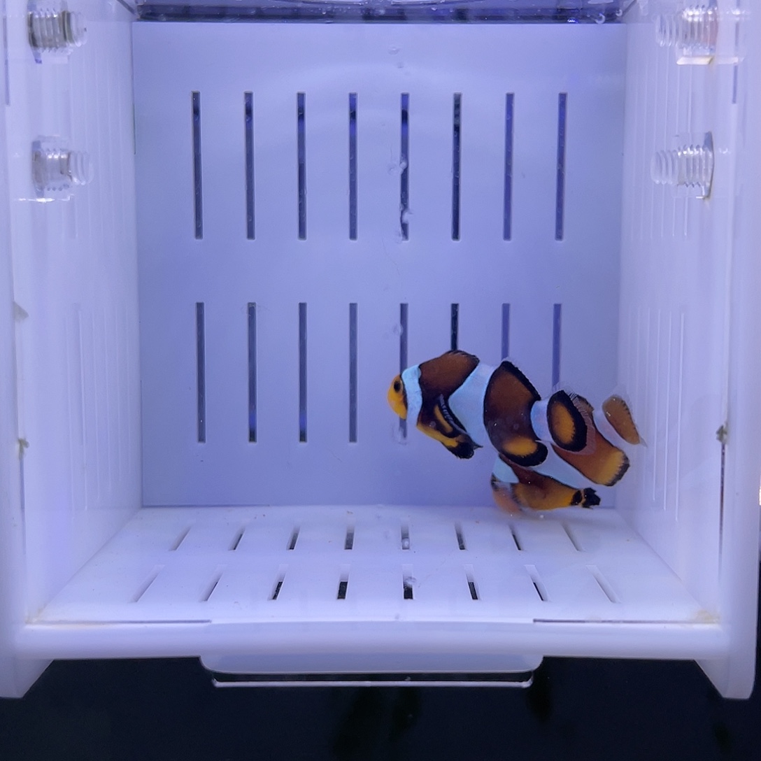 海水鱼焦糖公子一对