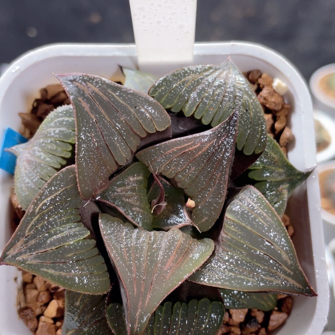 100翠炎芭提雅。          
