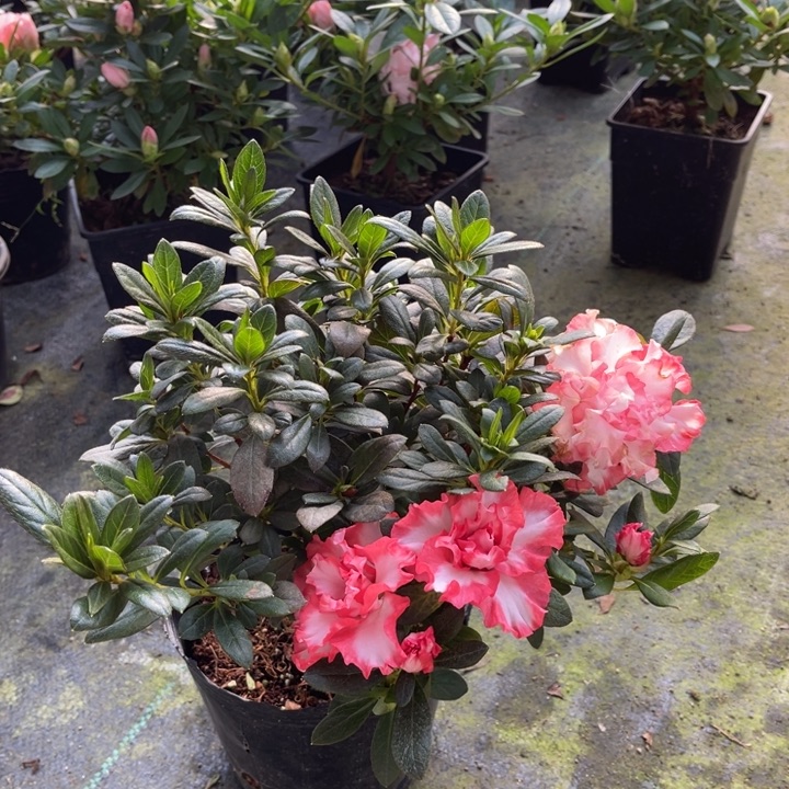 皇冠开花效果实拍