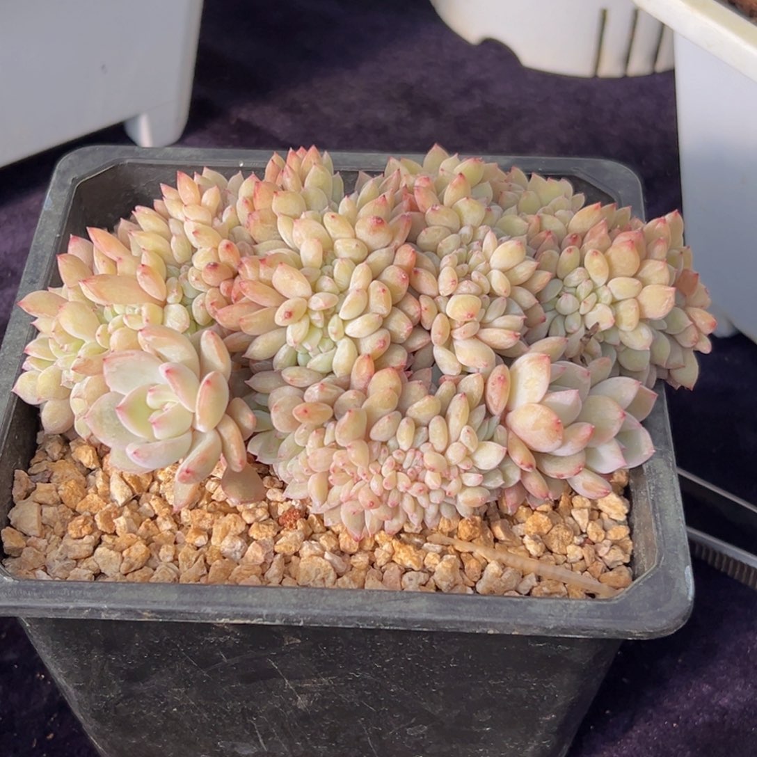 星*…新年快乐 新年快乐