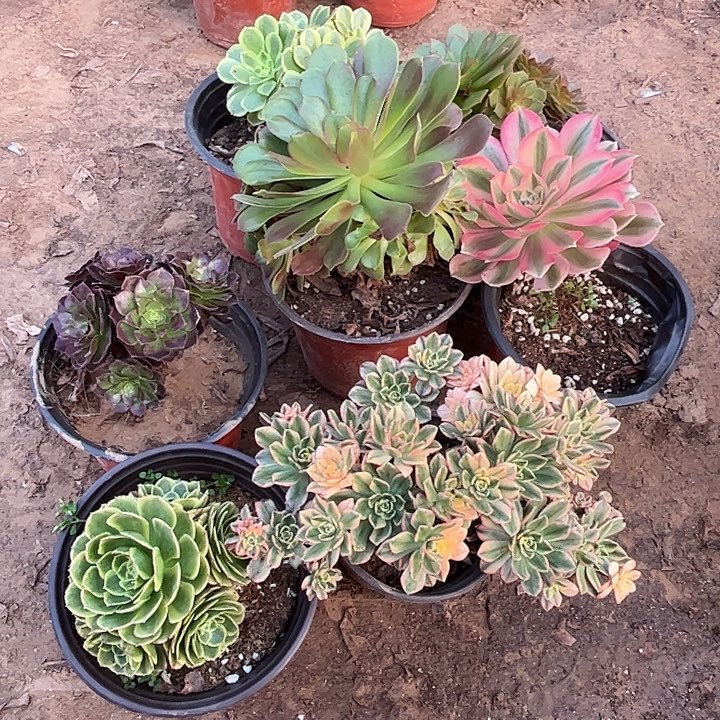 095多肉植物瑕疵特价，