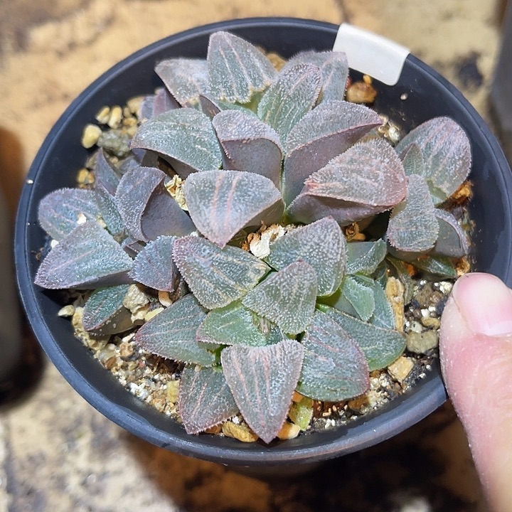 满38包邮2天凑单，脱土晾根发货多肉植物磨面寿