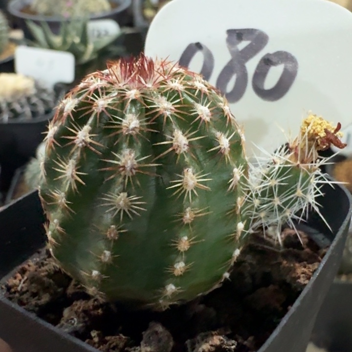 青花虾实生仙人球