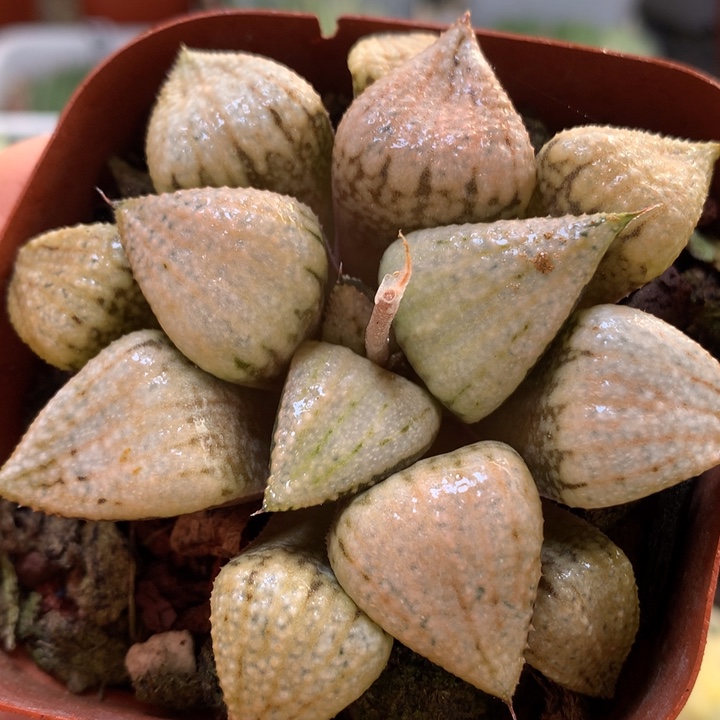 世界一号带盆土发货