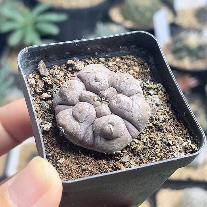 铅皮实生球3.2公分