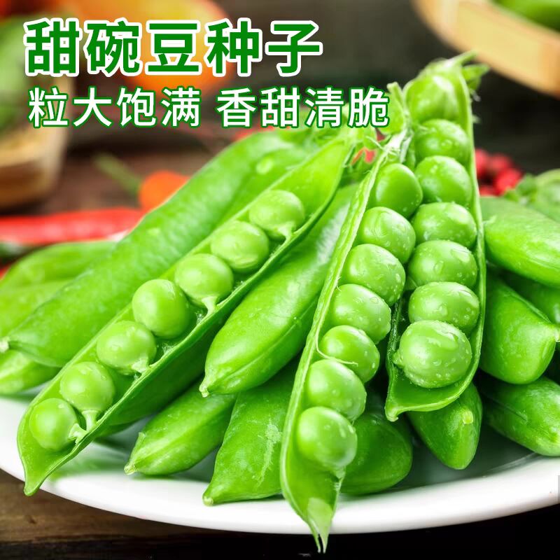甜脆豌豆种子种籽青碗豆种青豆高产庭院农家四季秋冬季孑豌豆种