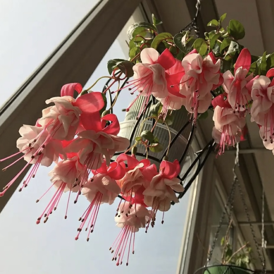 【醉红颜】倒挂金钟灯笼花 大花重瓣带花苞 花期长花量大 阳台盆栽 