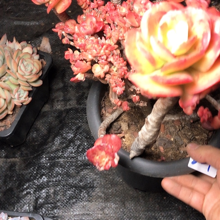 阿*儿321//////////////////