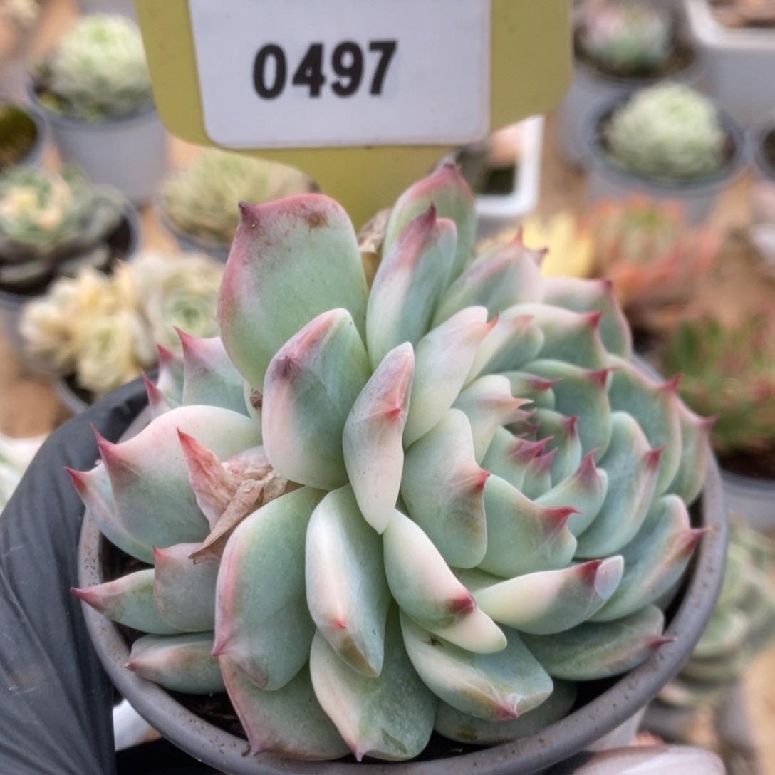 497吉娃娃锦锦锦锦锦