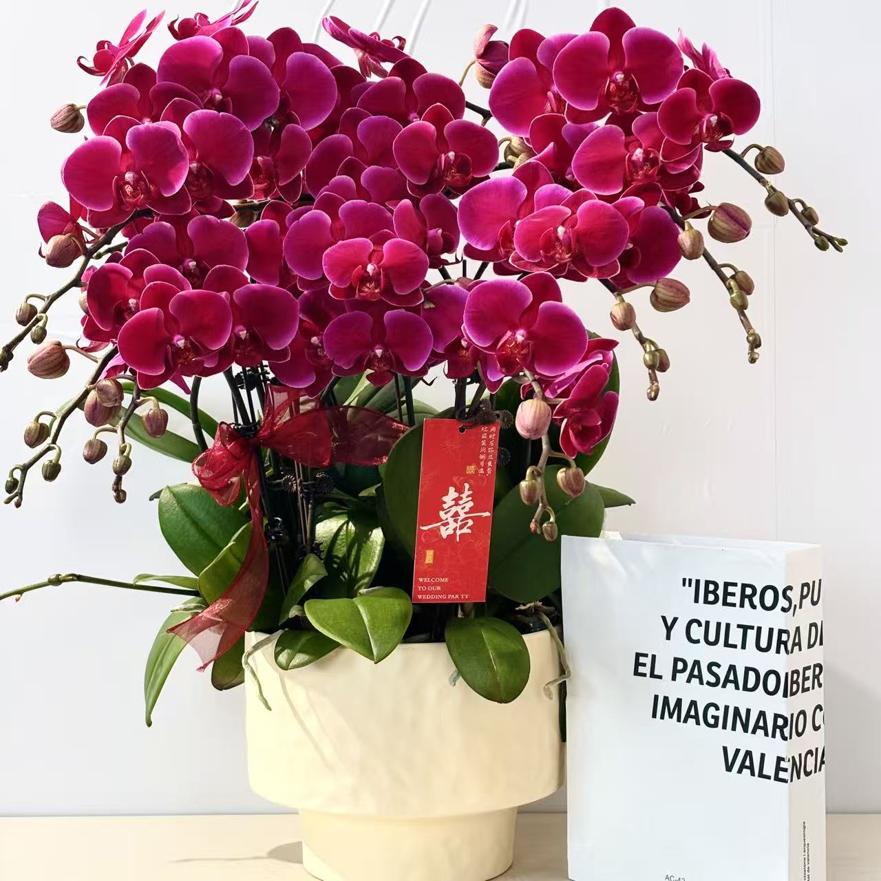 胜花【香山】蝴蝶兰盆栽花卉观花植物室内四季开花陶瓷盆4-6