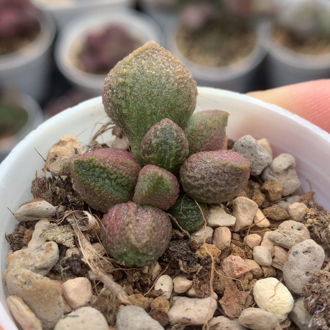 释迦果 彩虹糖 多肉