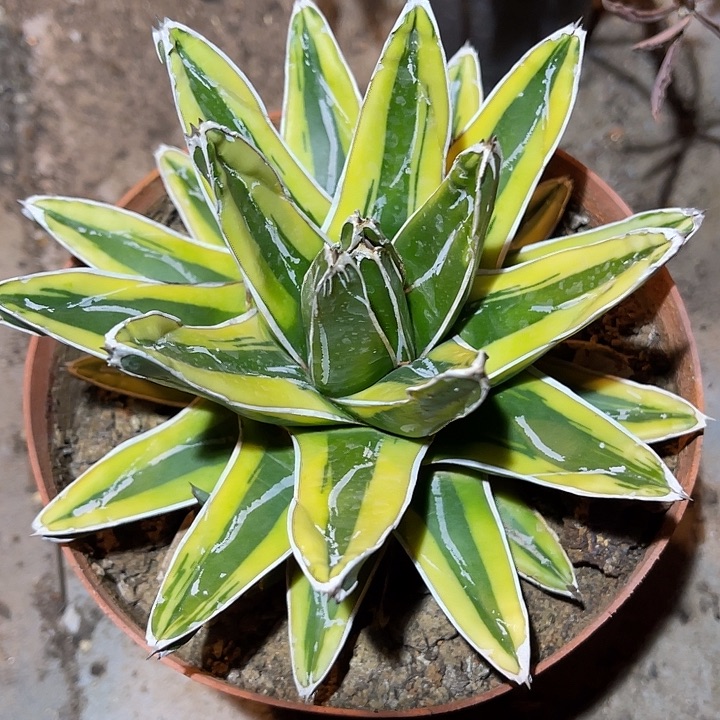 满38包邮2天凑单，脱土晾根发货多肉植物辉山